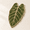 Velvet taro, variant on Anthurium Extra Large Leaf-shaped Sisal Cat Scratcher Mat for Wall and Floor