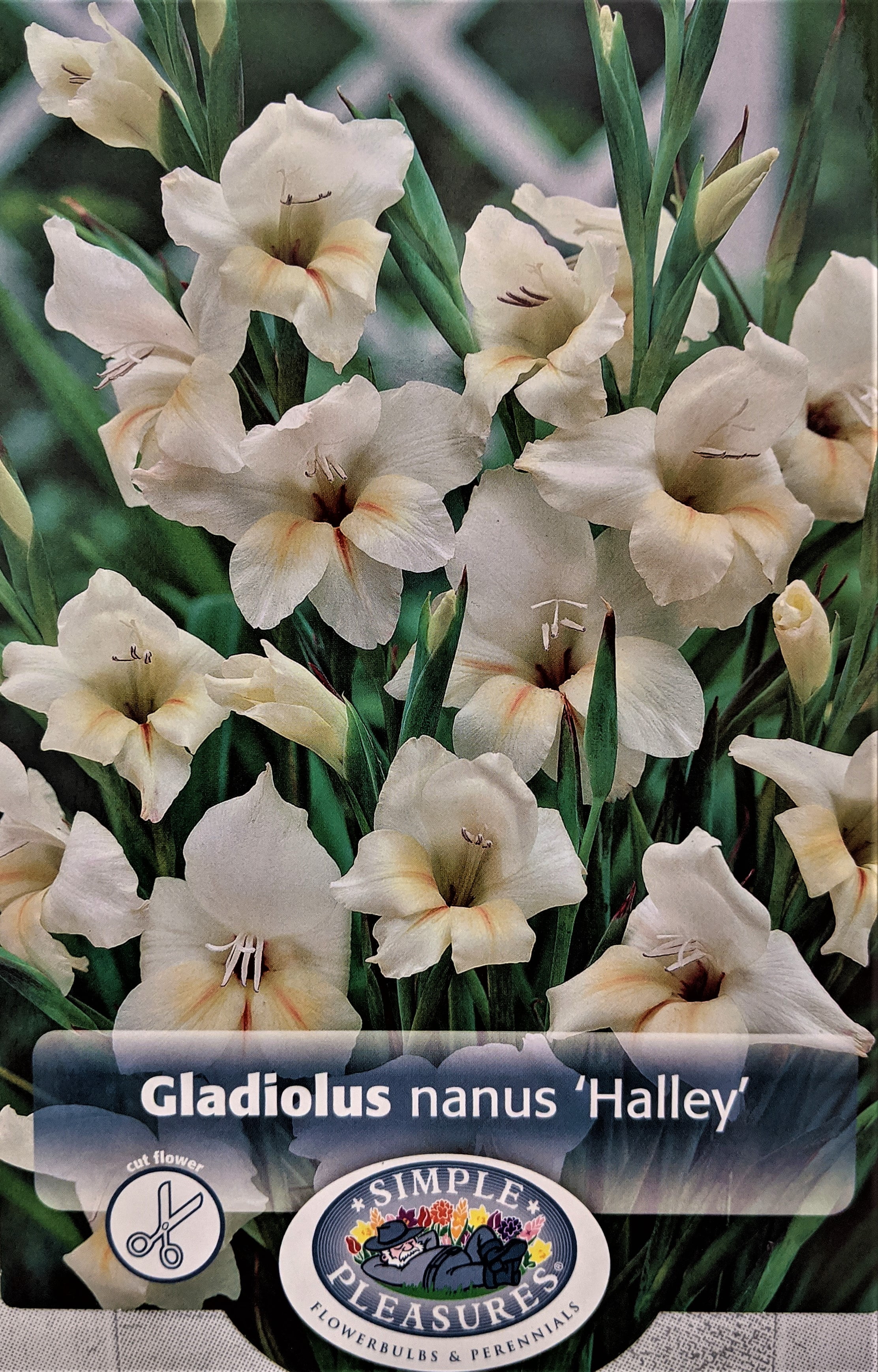 Halley Hardy Nanus Gladiolus 10 Bulbs 8/9 cm Very Hardy Walmart