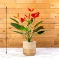 thumbnail image 2 of ELITE FLORAL 20" Artificial Anthurium Spray with Greens, 2 of 5
