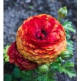 thumbnail image 3 of Cafe Ranunculus - 10 bulbs, 3 of 3