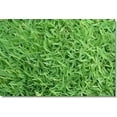 thumbnail image 2 of Pennington Seed Ranch Carpet Grass Seed, 5 lbs, 2 of 2