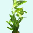 thumbnail image 3 of Green Ozelot (Echinodorus) Medium Live Aquarium Plants, 3 of 3