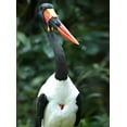thumbnail image 2 of Fitzharris, Tim 25x32 Gold Ornate Wood Framed with Double Matting Museum Art Print Titled - Saddle-billed Stork-Kenya, 2 of 4