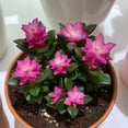 thumbnail image 3 of Sunrise Succulents Live Plant - Small Anacampseros Indoor Succulent Plants Live , The 2" Pot Indoor Potted Houseplant  for  Home Decor, Desk &Basket, 3 of 5