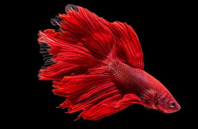 Premium Betta Fish Floating Pellets! - Color Enhancing - Promotes Fin Health…4-lb