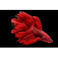 thumbnail image 4 of Premium Betta Fish Floating Pellets! - Color Enhancing - Promotes Fin Health…4-lb, 4 of 5