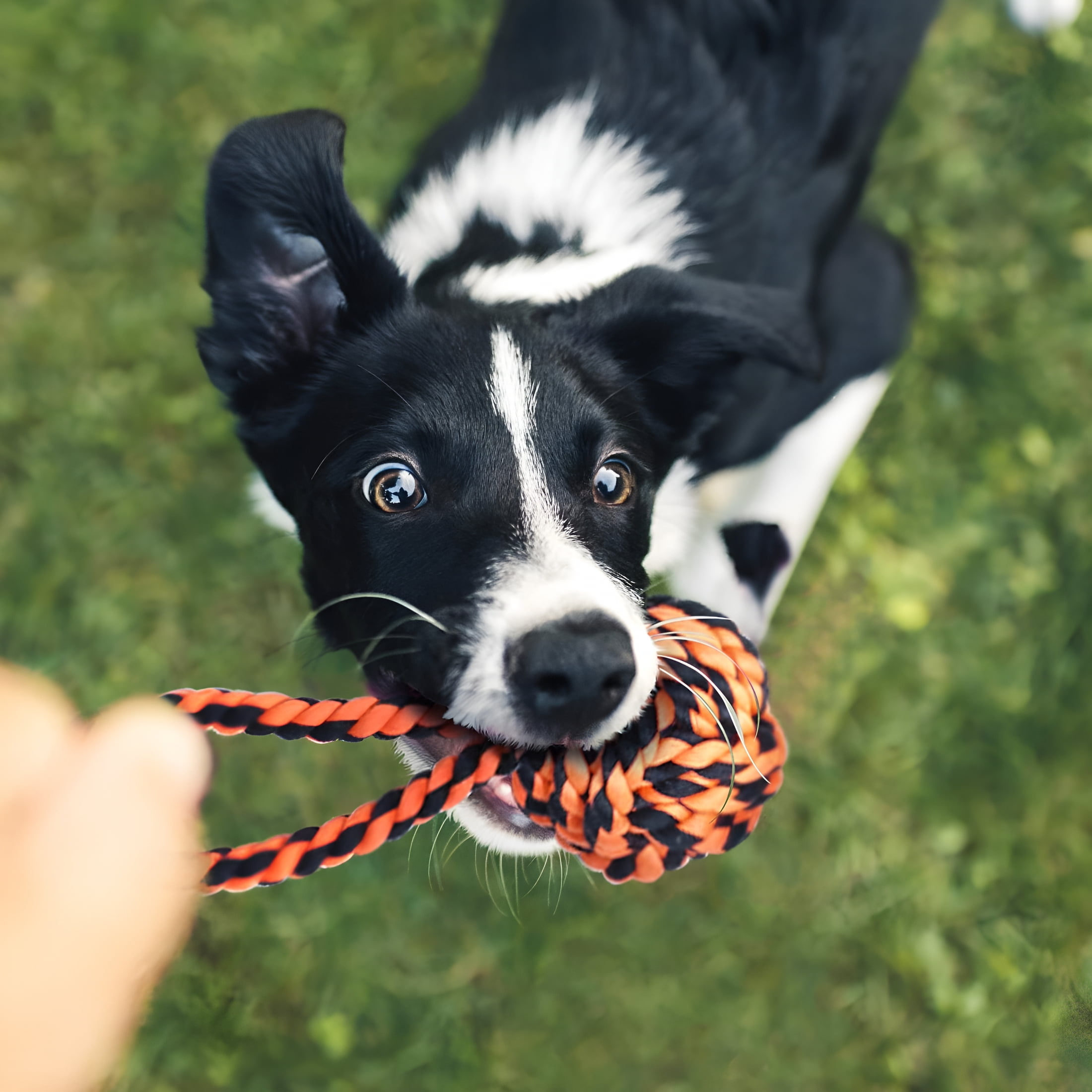 BESTSKY Large Tough Chew Toys for Aggressive Chewers Large Breed, Heavy Duty Dental Rope Toys Kit for Medium Dogs, 5 Knots Indestructible Cotton Puppy Teething Chew Tug Toy Set of 9