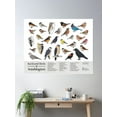 thumbnail image 2 of Washington State - Backyard Birds Of Washington Field Guide Print - Bird Art - Birdsandfriends.Co Poster Wall Art, Modern Wall Decor For Living Room Bedroom, 24x36 UNFRAMED, 2 of 3