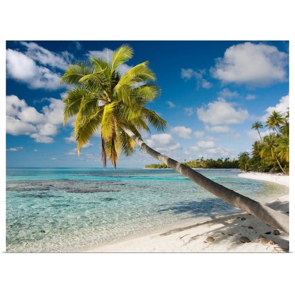 Great BIG Canvas | Rolled M Swiet Productions Poster Print entitled French Polynesia, Tahiti, Tuamotu Islands, Rangiora, Palm Tree On The Beach