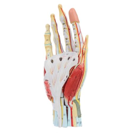 Medical Anatomical Hand Skeleton Model with Ligaments, Muscles, Nerves and Arteries, 7-Part, Life Size