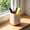Pink175, variant on LEFTHIGH Home Desk Pen Holder Multifunctional Desktop Organizer Large Capacity Pencil Cup Non Slip Durable for Office Indoor Home Study Desk Accessories