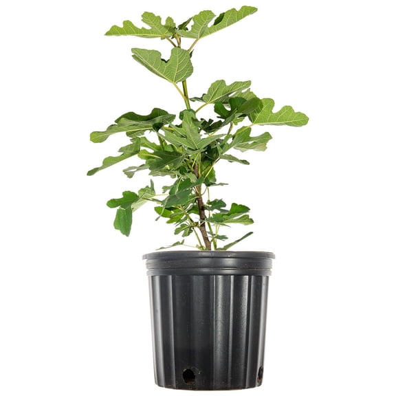 1 Gal. Chicago Hardy Fig Tree - Fruiting Cold Hardy Variety - Self Pollinating
