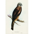 thumbnail image 2 of Gould, John 11x14 Black Ornate Wood Framed with Double Matting Museum Art Print Titled - Square-tailed Kite-Milvus insures, 2 of 4