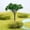 G, variant on Miniature Bonsai Tree for Diorama and Terrarium Display, Small Artificial Plant for Fairy Garden and Craft Project, Realistic Model Tree for Scene, G