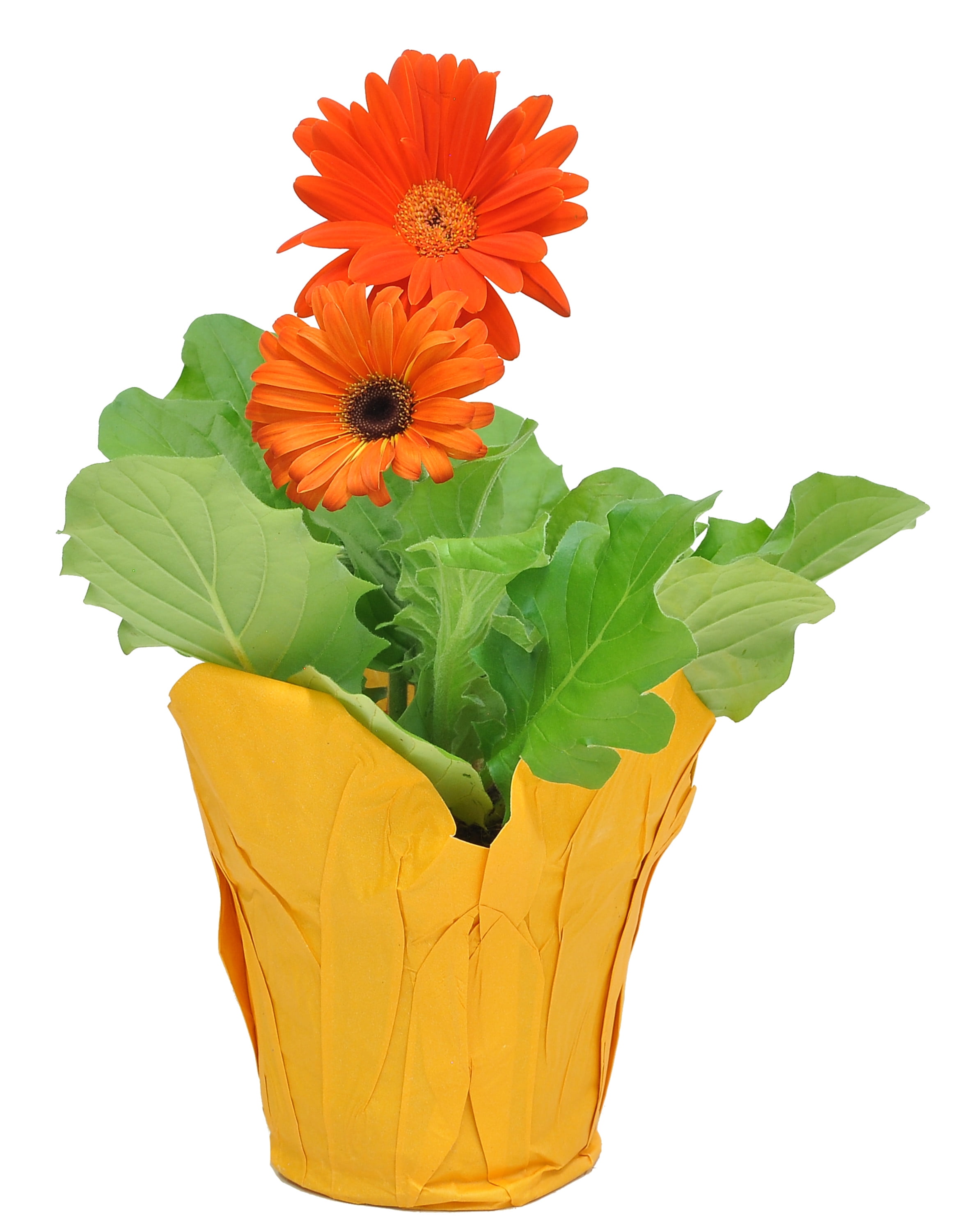Costa Farms Live Indoor 7in. Tall Assorted Gerbera Daisy; Bright, Direct  Sunlight Plant in 4in. Pot Cover 