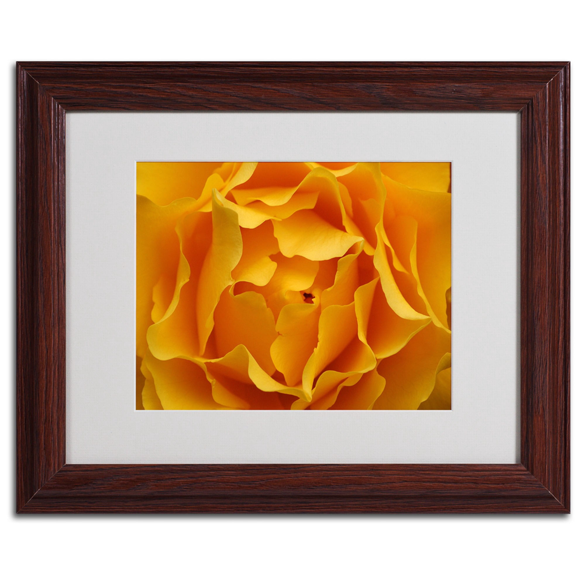Trademark Art 'Hypnotic Yellow Rose' Matted Framed Art by Kurt Shaffer