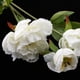 thumbnail image 4 of Bouquet de Flores Artesanía Bricolaje Peonía Regalos de Ocasión Cumpleaños de Decor Blanco, 4 of 9