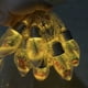 thumbnail image 4 of Bearachild Cadena de bombillas navideñas de luz suave para una atmósfera misteriosa El conjunto de luces navideñas es muy Iluminación navideña Triturar lámpara de 1.5 m10, 4 of 6