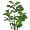 thumbnail image 4 of Artificial Fiddle Leaf Fig Plant in Planter (Set of 2), 4 of 8