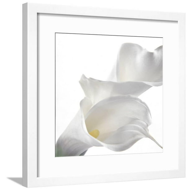 Calla Lily Framed Print Wall Art By Anna Miller
