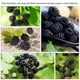 thumbnail image 4 of 5 paquetes/juego de semillas comestibles de mora dulce, fruta, baya negra dulce, plantas de nutrición completa, 4 of 8
