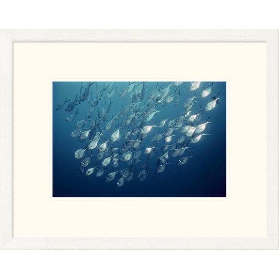 Global Gallery Tui De Roy 'Steel Pompano schooling, Galapagos Islands, Ecuador' Framed Wall Art