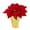 Red Gold, variant on Holiday Time 1PT Red Poinsettia Live Annual Plant Sun 6-Pack