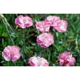 thumbnail image 3 of Tiny Rubies Dianthus - Fragrant/Hardy Groundcover - 2.5" Pot, 3 of 4
