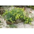 thumbnail image 5 of 40 SEA FENNEL Rock Samphire Crithmum Maritimum Fragrant Herb Edible Vegetable Yellow Flower Seeds, 5 of 10