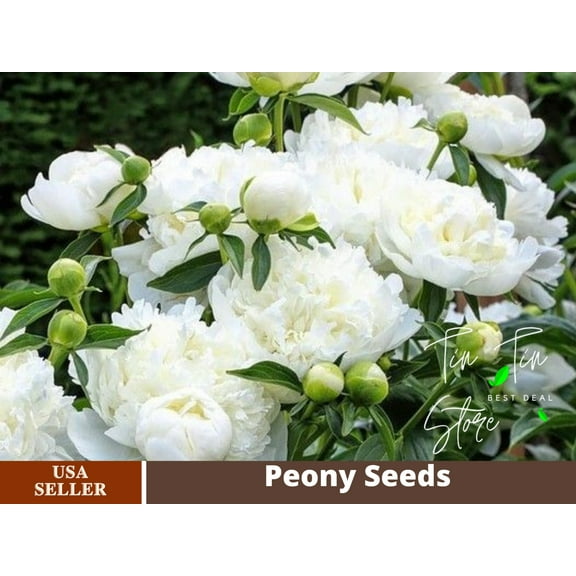 10  Rare Seeds| Blush Queen Peony Seeds #B012 [BUY 3 GET 1 FREE]