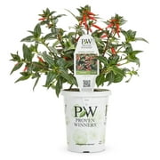 Proven Winners 2.72QT Cuphea Vermillionaire