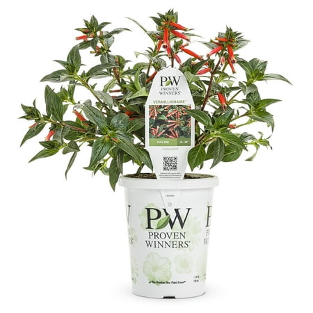 Proven Winners 2.72QT Cuphea Vermillionaire