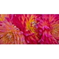 thumbnail image 2 of Gulin, Sylvia 24x14 White Modern Wood Framed Museum Art Print Titled - USA-Washington State-Pacific Northwest Sammamish Dahlia flowers in bloom, 2 of 4