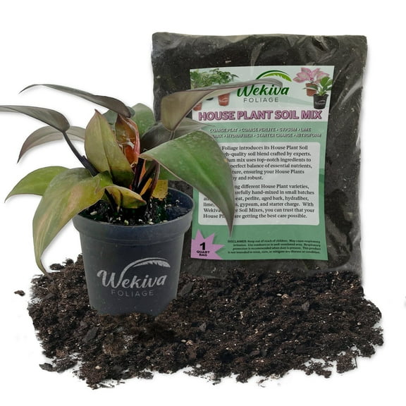 Black Cardinal Philodendron and Soil Mix Combo - Live Plant in a 4 Inch Pot with 1 Quart Houseplant Soil Mix - Philodendron Erubescens with Custom Soil Blend