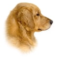 thumbnail image 2 of CafePress - Golden Retriever Portrait Mug - 11 oz Ceramic Mug - Novelty Coffee Tea Cup, 2 of 3