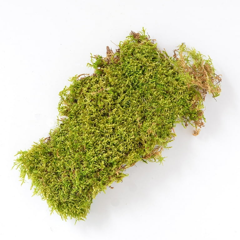 Mosser Lee 675 sq. in. Sheet Moss Soil Cover Mosser Lee 675 sq. in. Sheet Moss Soil Cover