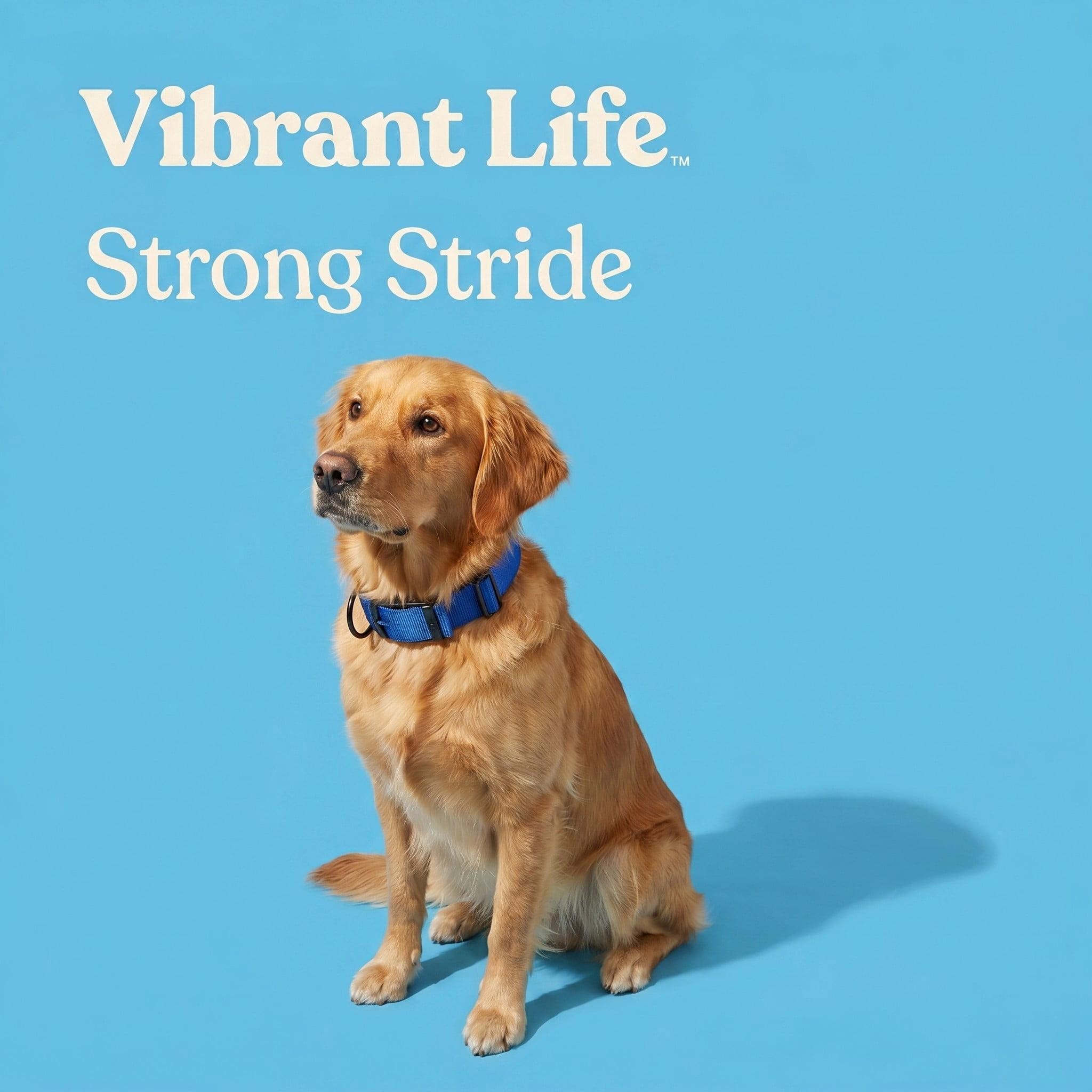 Vibrant Life Solid Polyester Adjustable Dog Collar, Blue, XL