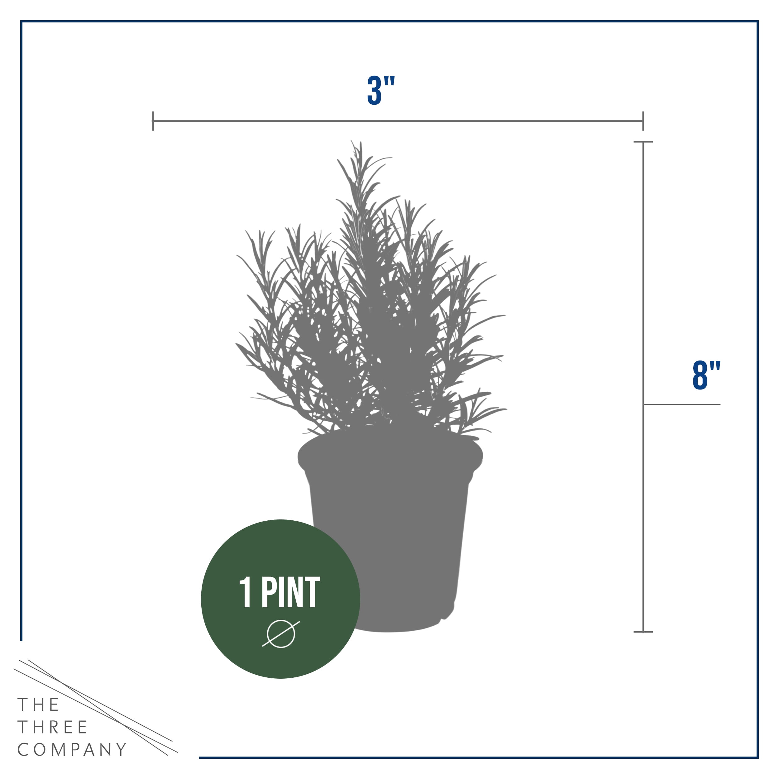 Live Aromatic and Edible Herb - Rosemary (6 Per Pack), Naturally Improves Breathing and Air Quality, 8" Tall by 3" Wide
