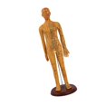 thumbnail image 4 of HILABEE Human Body Model Portable Color Coded Markings for Teaching Student Training Brown Female, 4 of 7