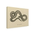 thumbnail image 2 of Trademark Fine Art 'Vintage Boa Constrictor Crop' Canvas Art by Wild Apple Portfolio, 2 of 3