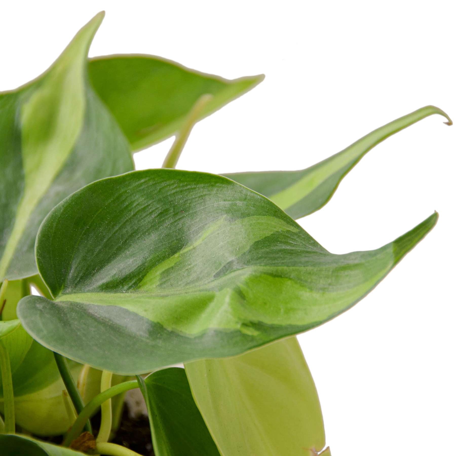 Philodendron Hederaceum Brasil Live Plant for Indoor | Different Houseplants in 4'' & 6'' Pot | Real House Plant for Living Room, Office, Desk & Bathroom | Cordatum