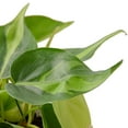 thumbnail image 5 of Philodendron Hederaceum Brasil Live Plant for Indoor | Different Houseplants in 4'' & 6'' Pot | Real House Plant for Living Room, Office, Desk & Bathroom | Cordatum, 5 of 8