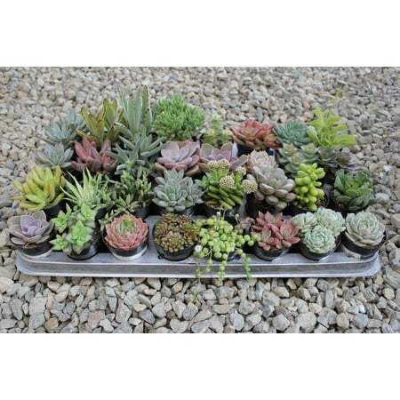 One assorted 2.5" live succulent for gardens, patio, home decor ... Plants décor patio