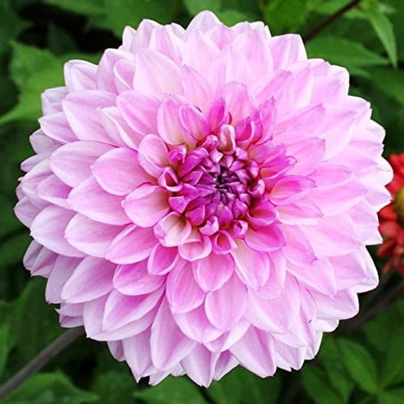 Lavender Perfection Dinnerplate Dahlia Flower Bulbs - HUGE Blooms Up To 10" Across - Grows Well In Containers - Good as Cut Flowers - Deer Resistant