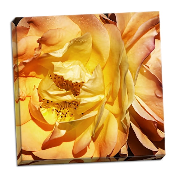 Gango Home Decor Yellow Fire Rose I by Alan Hausenflock (Ready to Hang); One 24x24in Hand-Stretched Canvas