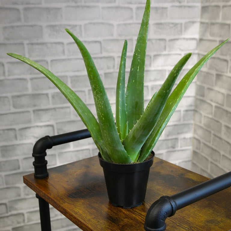 aloe vera grün Aloe Vera Farbe – VerWANDlung Farbladen main image 0