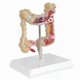 thumbnail image 1 of Human model simulation human colon anatomy model anorectal intestinal gastrointestinal digestive system teaching model, 1 of 1