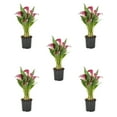 thumbnail image 4 of Expert Gardener 1.5PT Red Calla Lily Live Perennial Plant Sun 5-Pack, 4 of 4