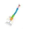 thumbnail image 1 of maskred Professional Anatomical Spine Model with Pelvis Spinal Column Model Science Supplies Improving Cognitive Ability, 1 of 6