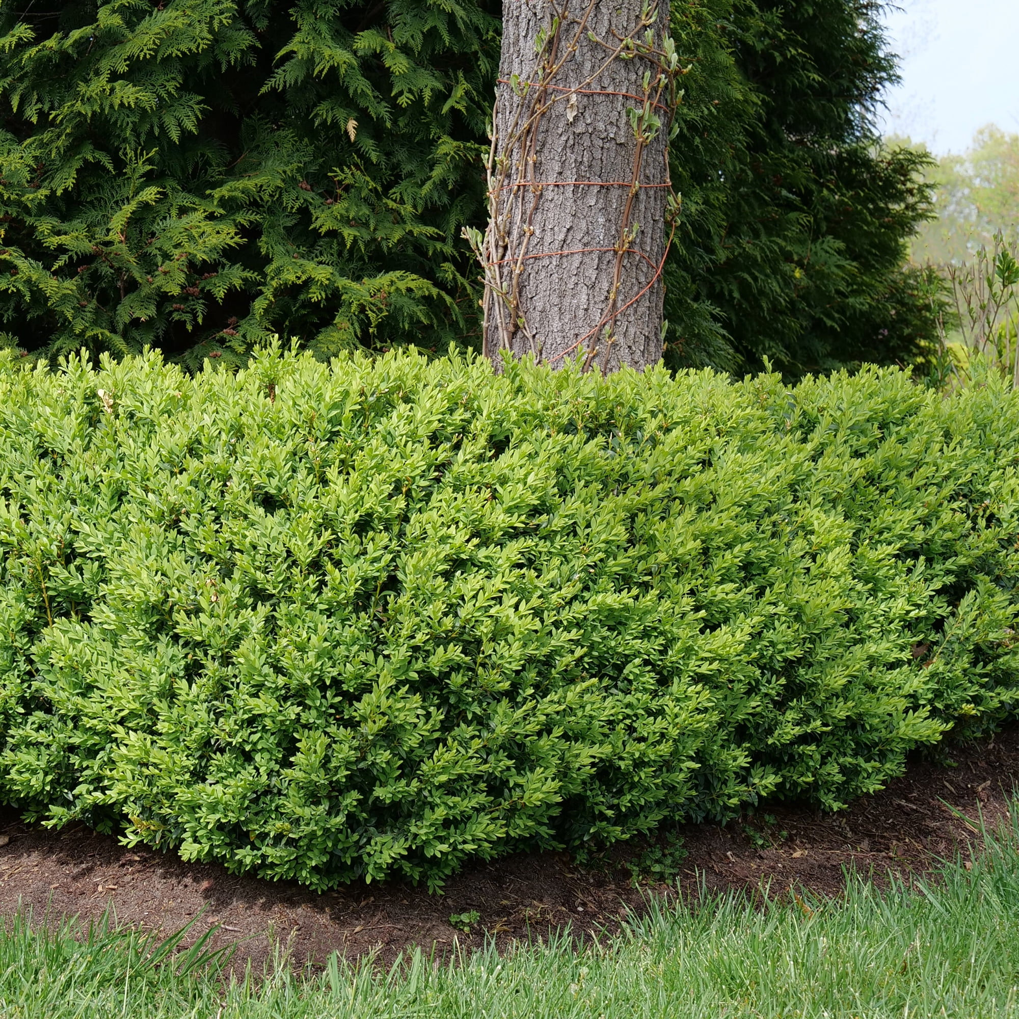 Proven Winners ColorChoice North Star Boxwood (1 Gallon)
